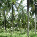 Peluang Pasar Produk dari Kelapa Indonesia: Analisa Dampak dari Menipisnya Cadangan Minyak Bumi dan Perubahan Iklim